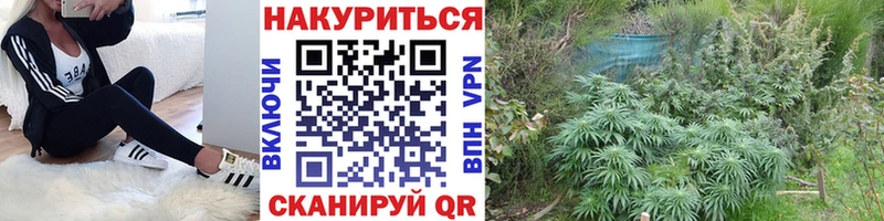 kraken зеркало  Олёкминск  сайты даркнета состав  Шишки марихуана SATIVA & INDICA 